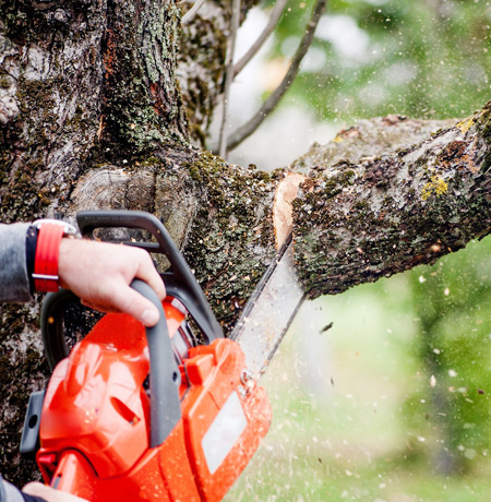 Abita Tree Service - Tree Trimming