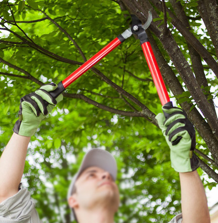 Abita Tree Service - Tree Pruning