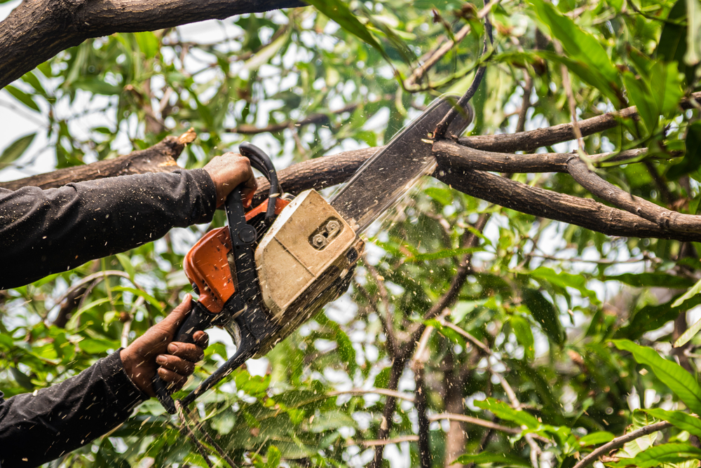 A professional from Abita Tree Services trims a tree in the Metairie area